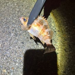 アカメバル