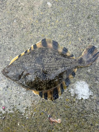 カワガレイの釣果