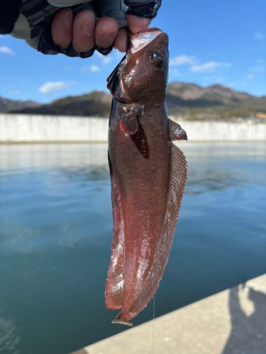 エゾイソアイナメの釣果
