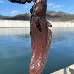 エゾイソアイナメ