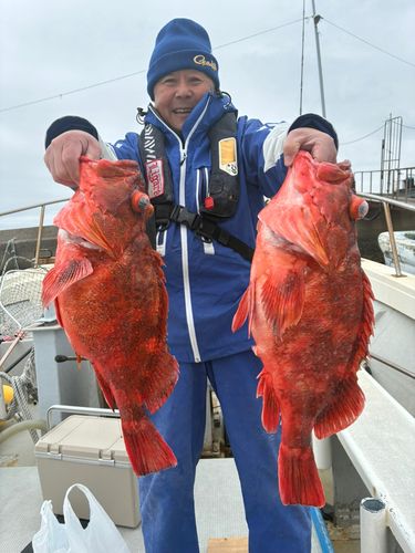 ウッカリカサゴの釣果