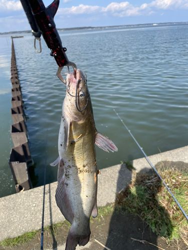アメリカナマズの釣果