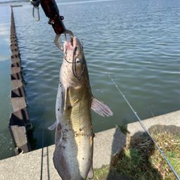 アメリカナマズ