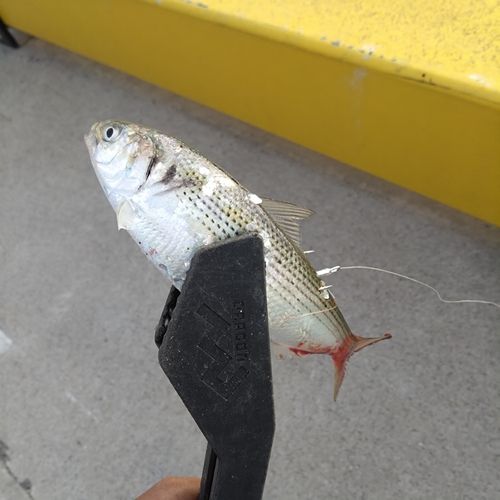 コノシロの釣果