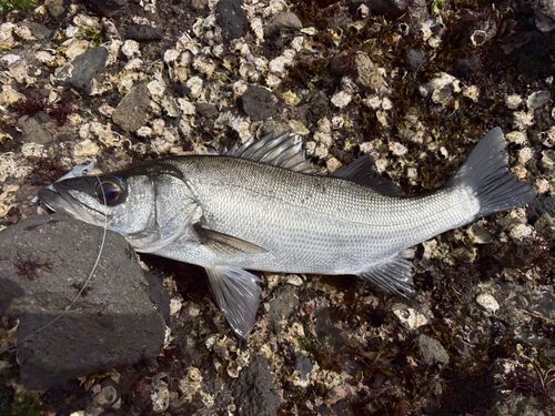 ヒラスズキの釣果