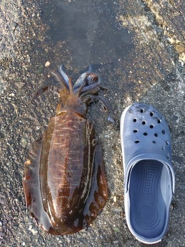 アオリイカの釣果