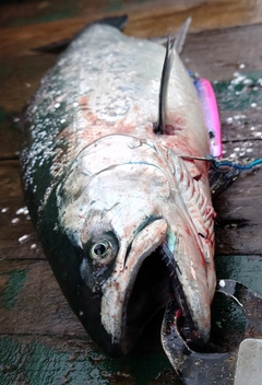 サクラマスの釣果