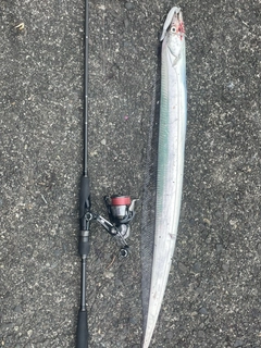 タコの釣果