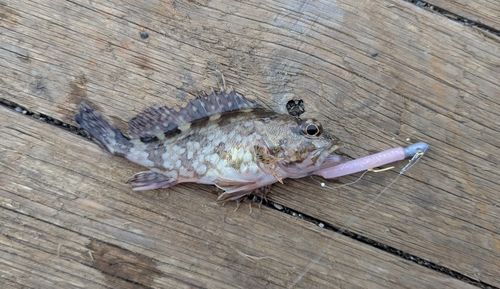 カサゴの釣果