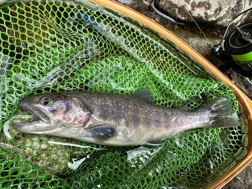 イワナの釣果