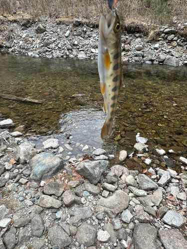 ヤマメの釣果