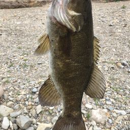 スモールマウスバス