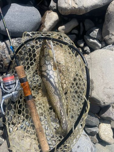 ブラウントラウトの釣果