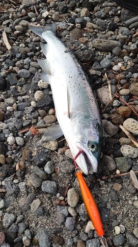サクラマスの釣果
