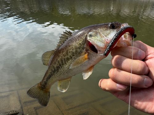 ラージマウスバスの釣果