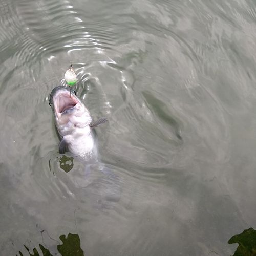 ニジマスの釣果