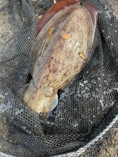 コウイカの釣果