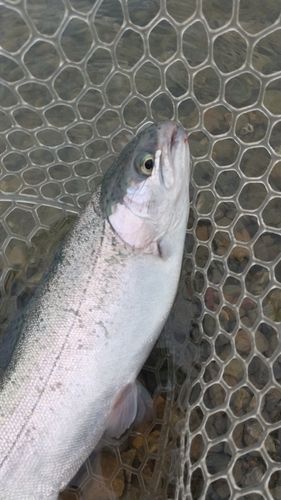 レインボートラウトの釣果