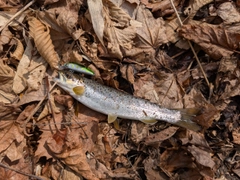 ブラウントラウトの釣果