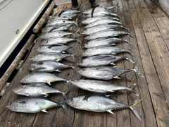 ビンチョウマグロの釣果
