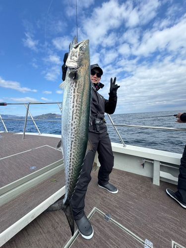 サワラの釣果