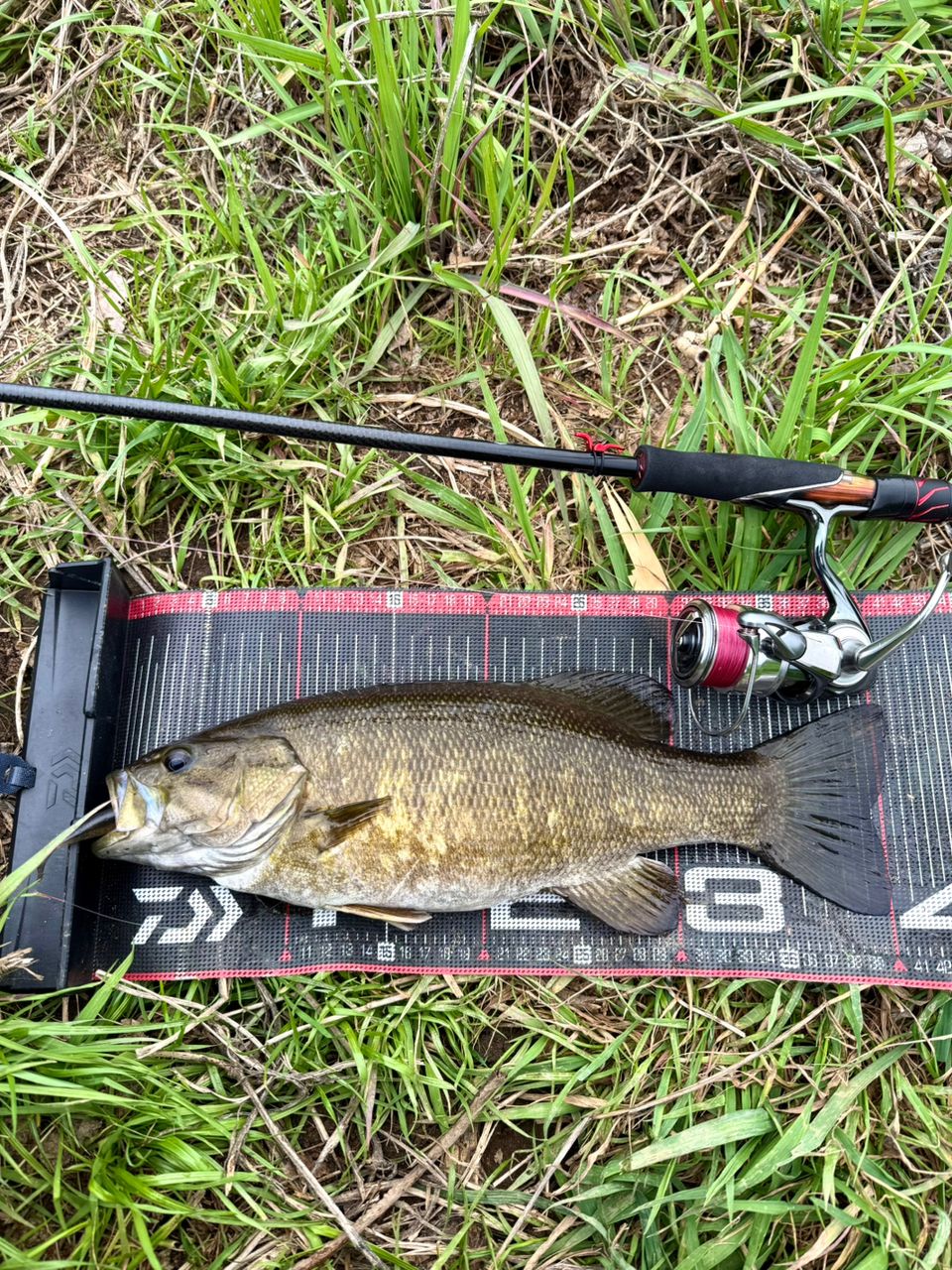 スモールマウスバス