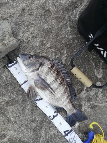 クロダイの釣果