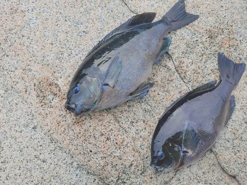 グレの釣果