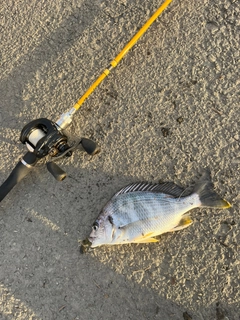 キビレの釣果