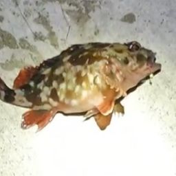 カサゴ