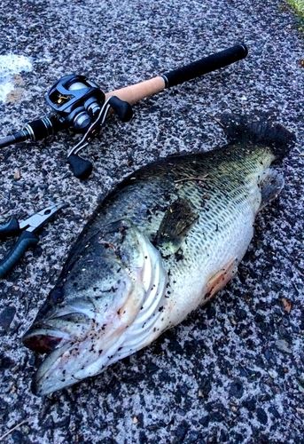 ラージマウスバスの釣果