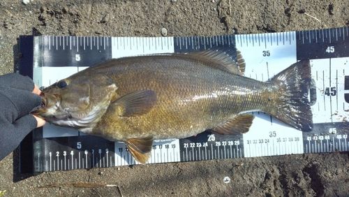 スモールマウスバスの釣果