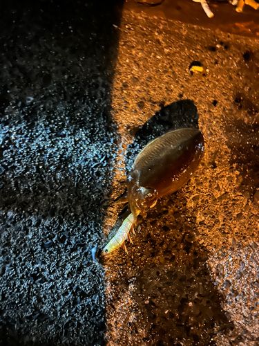 コウイカの釣果