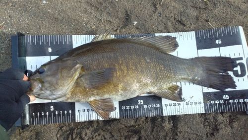 スモールマウスバスの釣果