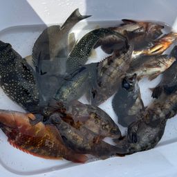 メバル