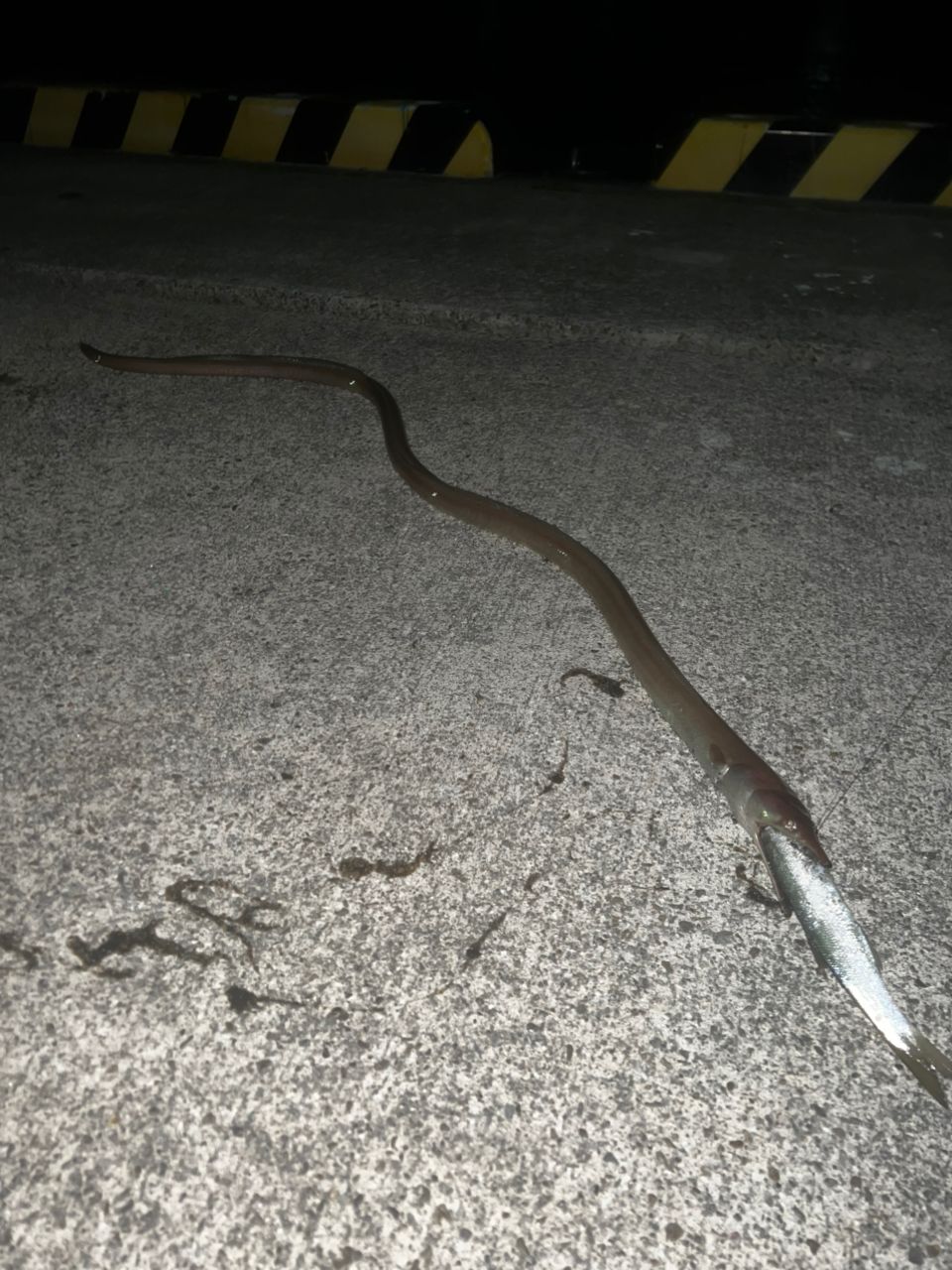 ダイナンウミヘビ