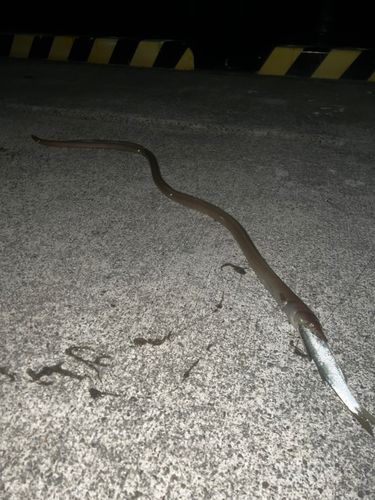 ダイナンウミヘビ