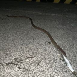 ダイナンウミヘビ