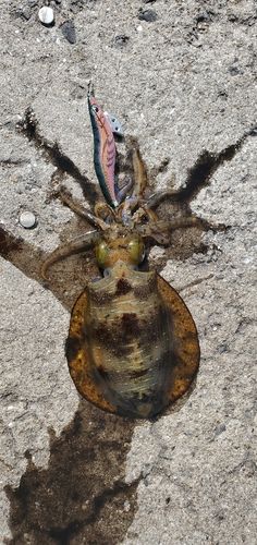 アオリイカの釣果