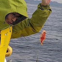 アズマハナダイ