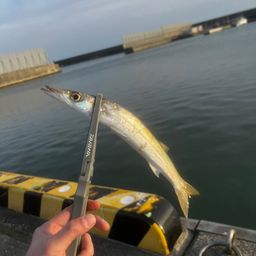 カマス