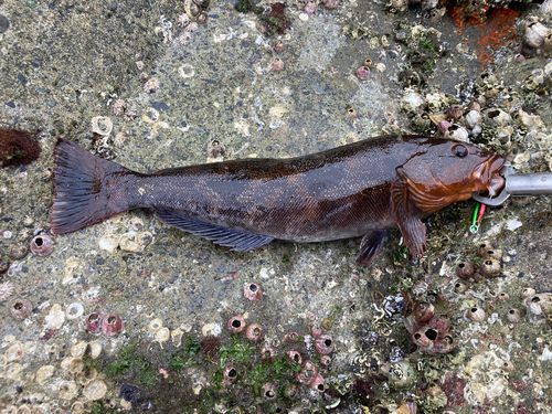 アイナメの釣果