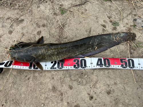 ニホンナマズの釣果