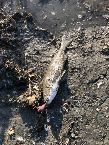 スズキの釣果