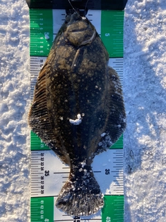 クロガレイの釣果