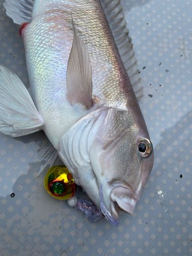シロアマダイの釣果