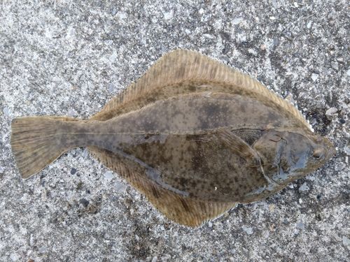 イシガレイの釣果