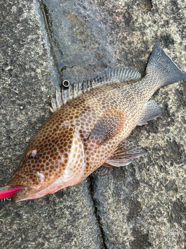 オオモンハタの釣果