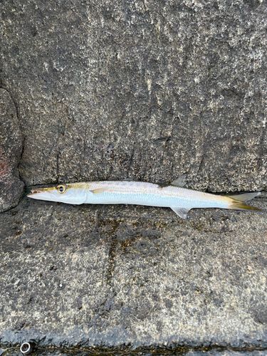 タイワンカマスの釣果