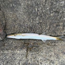 タイワンカマス